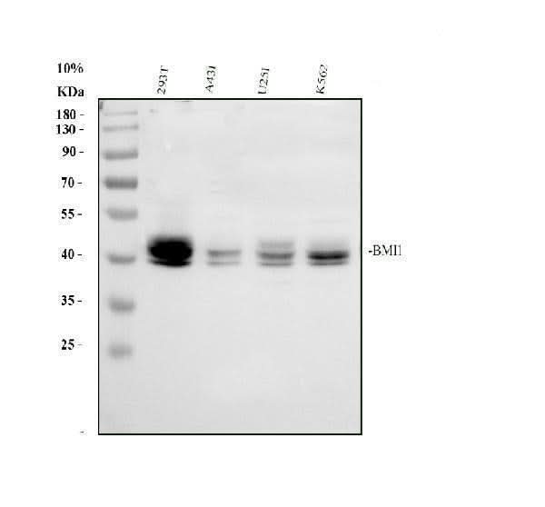 Anti-Polycomb complex protein BMI-1 Bmi1 Antibody Picoband® Boster Bio
