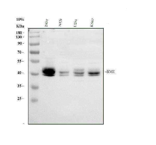 Anti-Polycomb complex protein BMI-1 Bmi1 Antibody Picoband® Boster Bio