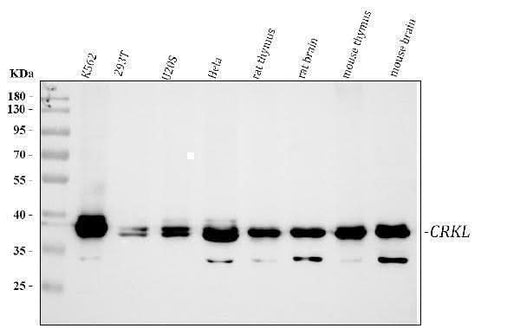 Anti-Crk-like protein CrkL Antibody Picoband® Boster Bio