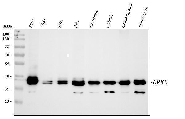 Anti-Crk-like protein CrkL Antibody Picoband® Boster Bio