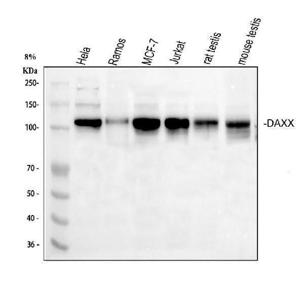 Anti-Daxx Antibody Picoband® Boster Bio