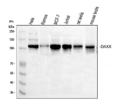 Anti-Daxx Antibody Picoband® Boster Bio