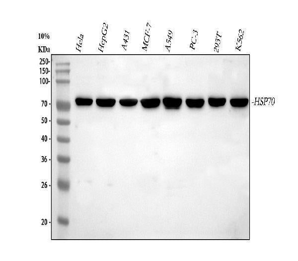Anti-Hsp70/HSPA1A/HSPA1B Antibody Picoband® Boster Bio