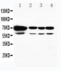 Anti-HSPA2 Antibody Picoband® Boster Bio