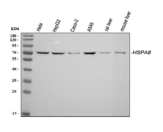 Anti-Hsc70/HSPA8 Antibody Picoband® Boster Bio