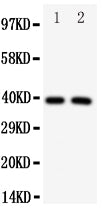 Anti-Interferon regulatory factor 2 IRF2 Antibody Picoband® Boster Bio