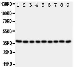 Anti-Kallikrein 10/KLK10 Antibody Picoband® Boster Bio