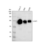 Anti-LAMP1 Antibody Picoband® Boster Bio