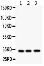 Anti-MPG Antibody Picoband® Boster Bio