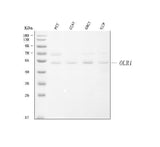 Anti-LOX 1/OLR1 Antibody Picoband® Boster Bio