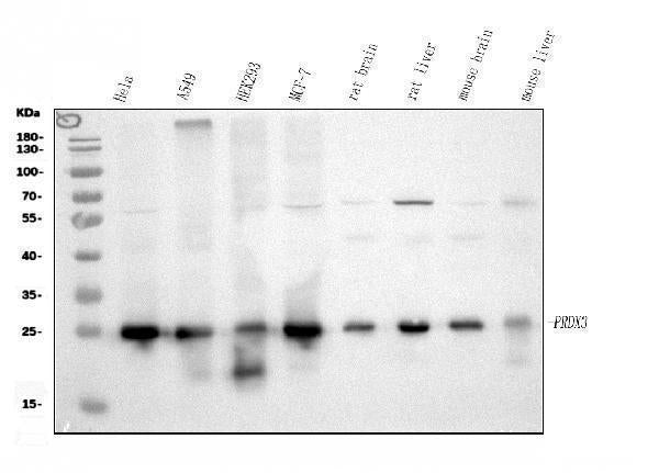 Anti-Peroxiredoxin 3/PRDX3 Antibody Picoband® Boster Bio