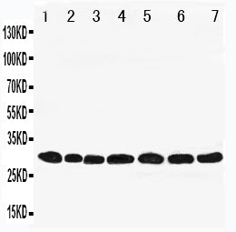 Anti-Peroxiredoxin 4/PRDX4 Antibody Picoband® Boster Bio