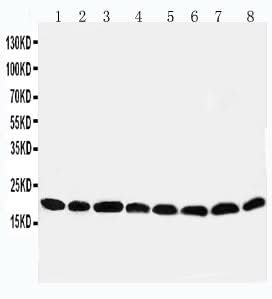 Anti-Peroxiredoxin 5/PRDX5 Antibody Picoband® Boster Bio