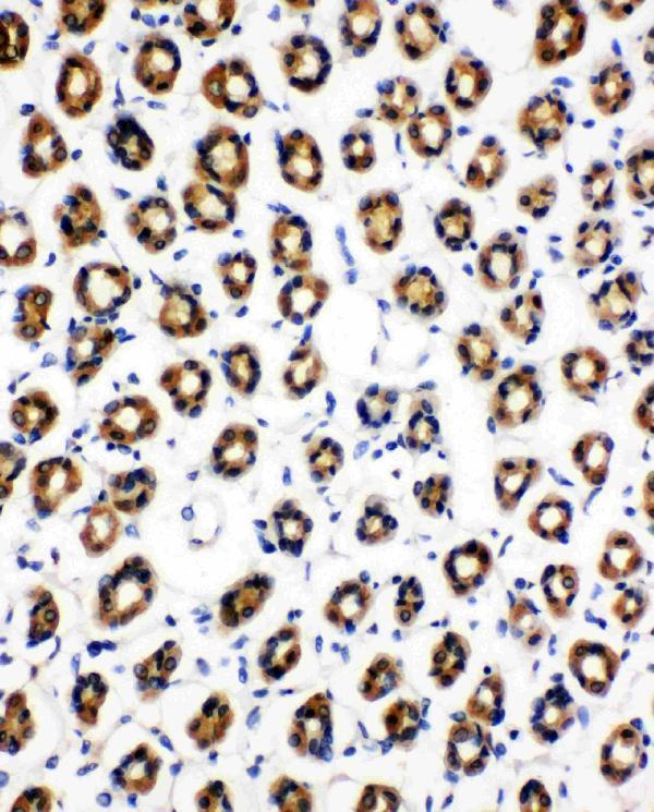 Anti-SDHC Antibody Picoband® Boster Bio
