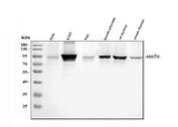 Anti-STAT5a Antibody Picoband® Boster Bio