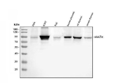 Anti-STAT5a Antibody Picoband® Boster Bio
