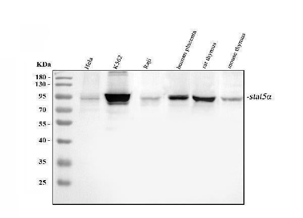 Anti-STAT5a Antibody Picoband® Boster Bio
