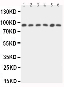 Anti-STAT5b Antibody Picoband® Boster Bio
