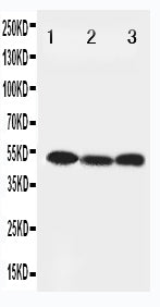 Anti-Beclin 1/BECN1 Antibody Picoband® Boster Bio