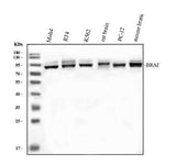 Anti-B Raf/BRAF Antibody Picoband® Boster Bio
