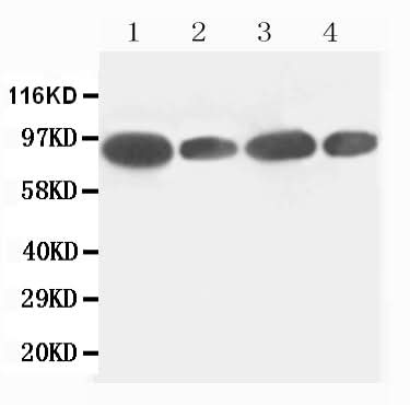 Anti-FES Antibody Picoband® Boster Bio