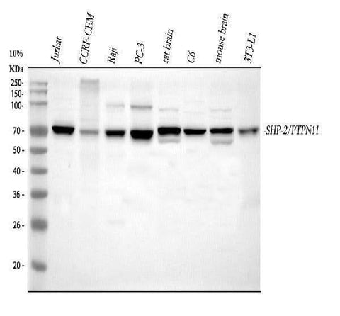 Anti-SHP2/PTPN11 Antibody Picoband® Boster Bio