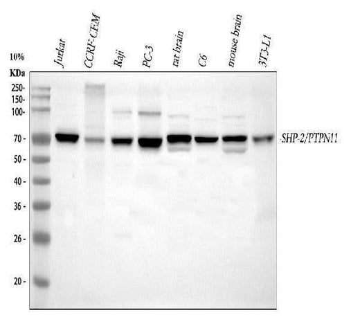 Anti-SHP2/PTPN11 Antibody Picoband® Boster Bio