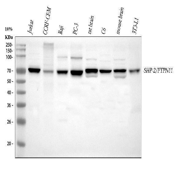 Anti-SHP2/PTPN11 Antibody Picoband® Boster Bio