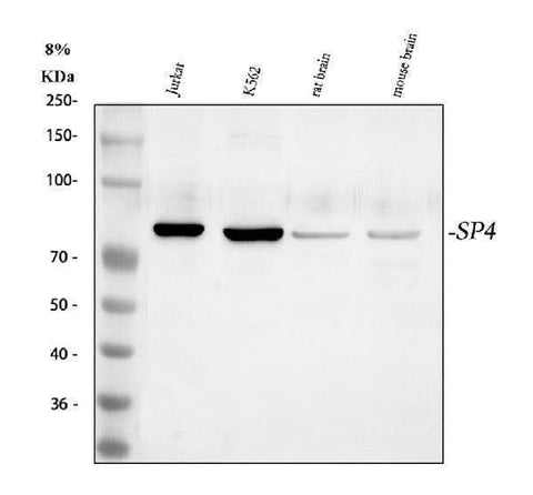 Anti-Transcription factor Sp4 Antibody Picoband® Boster Bio
