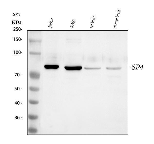 Anti-Transcription factor Sp4 Antibody Picoband® Boster Bio