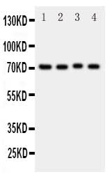 Anti-BCRP/ABCG2 Antibody Picoband® Boster Bio
