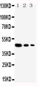 Anti-Cullin 2/CUL2 Antibody Picoband® Boster Bio