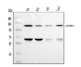 Anti-MCK10/DDR1 Antibody Picoband® Boster Bio