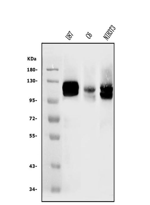 Anti-DDR2 Antibody Picoband® Boster Bio