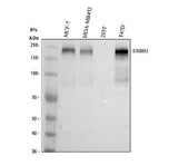 Anti-ErbB 3/ERBB3 Antibody Picoband® Boster Bio
