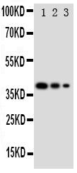 Anti-GATA2 Antibody Picoband® Boster Bio