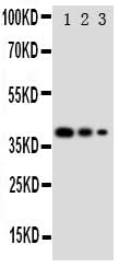 Anti-GATA2 Antibody Picoband® Boster Bio
