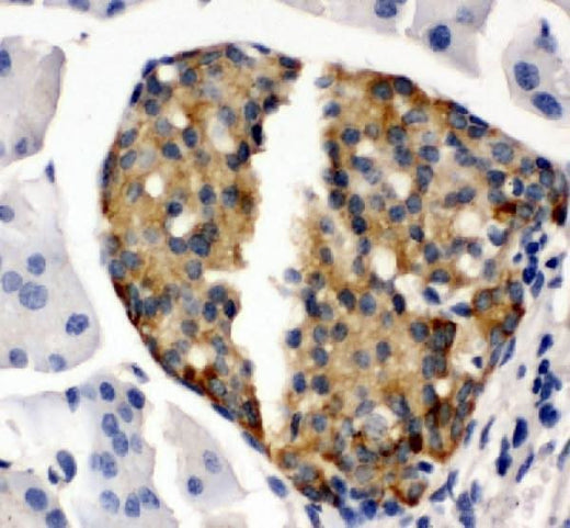 Anti-Bone Sialoprotein/IBSP Antibody Picoband® Boster Bio