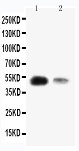 Anti-Krueppel-like factor 8 KLF8 Antibody Picoband® Boster Bio