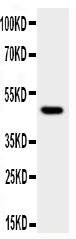 Anti-JNK1/MAPK8 Antibody Picoband® Boster Bio