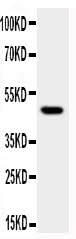 Anti-JNK1/MAPK8 Antibody Picoband® Boster Bio