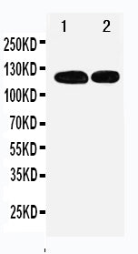 Anti-p107/RBL1 Antibody Picoband® Boster Bio