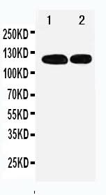 Anti-p107/RBL1 Antibody Picoband® Boster Bio