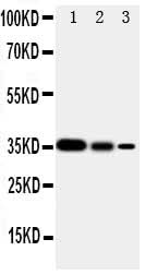 Anti-SHC/SHC1 Antibody Picoband® Boster Bio
