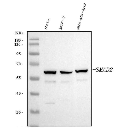 Anti-Smad2 Antibody Picoband® Boster Bio