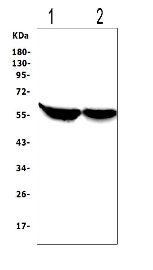 Anti-Cytochrome P450 2E1/CYP2E1 Antibody Picoband® Boster Bio