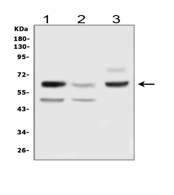 Anti-Delta-like protein 3 DLL3 Antibody Picoband® Boster Bio