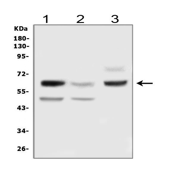 Anti-Delta-like protein 3 DLL3 Antibody Picoband® Boster Bio