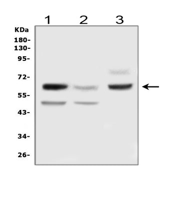 Anti-Delta-like protein 3 DLL3 Antibody Picoband® Boster Bio