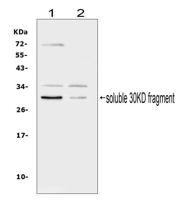 Anti-Flt3 ligand/FLT3LG Antibody Picoband® Boster Bio